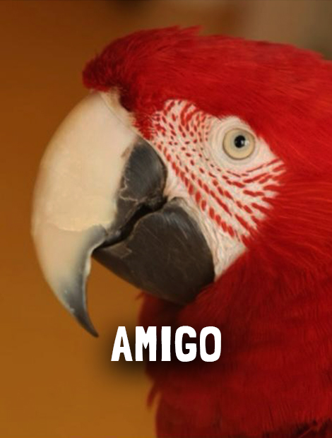 Amigo