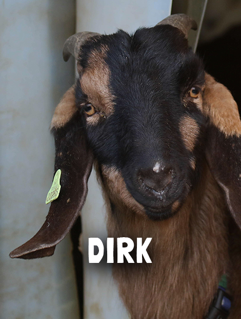 Dirk