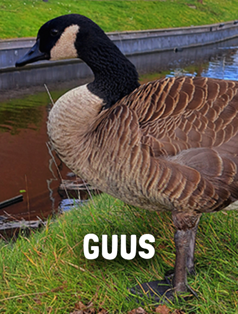 Guus
