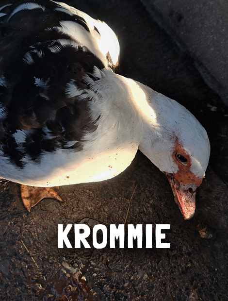 Krommie